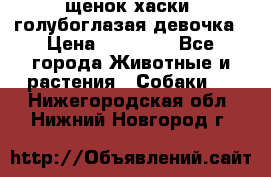 щенок хаски  голубоглазая девочка › Цена ­ 12 000 - Все города Животные и растения » Собаки   . Нижегородская обл.,Нижний Новгород г.